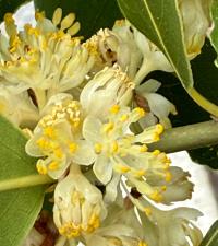 Laurus nobilis image