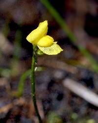 Utricularia geminiscapa image