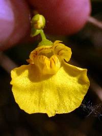 Image of Utricularia intermedia