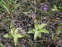 Pinguicula vulgaris image