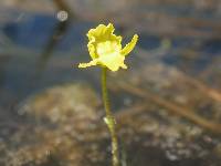 Image of Utricularia radiata