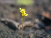 Image of Utricularia geminiscapa