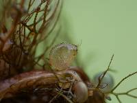 Utricularia macrorhiza image