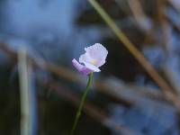 Image of Utricularia resupinata