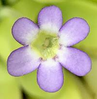 Pinguicula agnata image