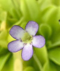 Pinguicula agnata image