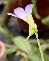 Pinguicula agnata image