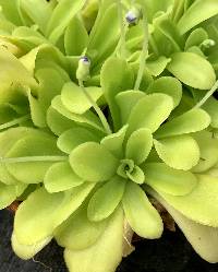 Pinguicula agnata image