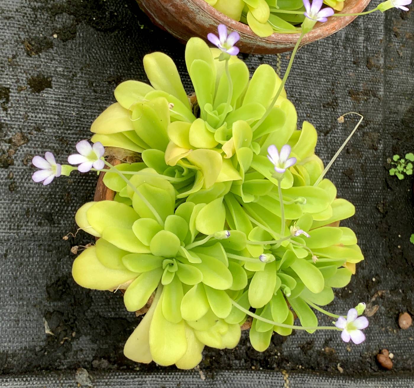 Pinguicula agnata image