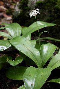 Clintonia umbellulata image