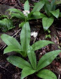 Clintonia umbellulata image