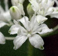 Clintonia umbellulata image