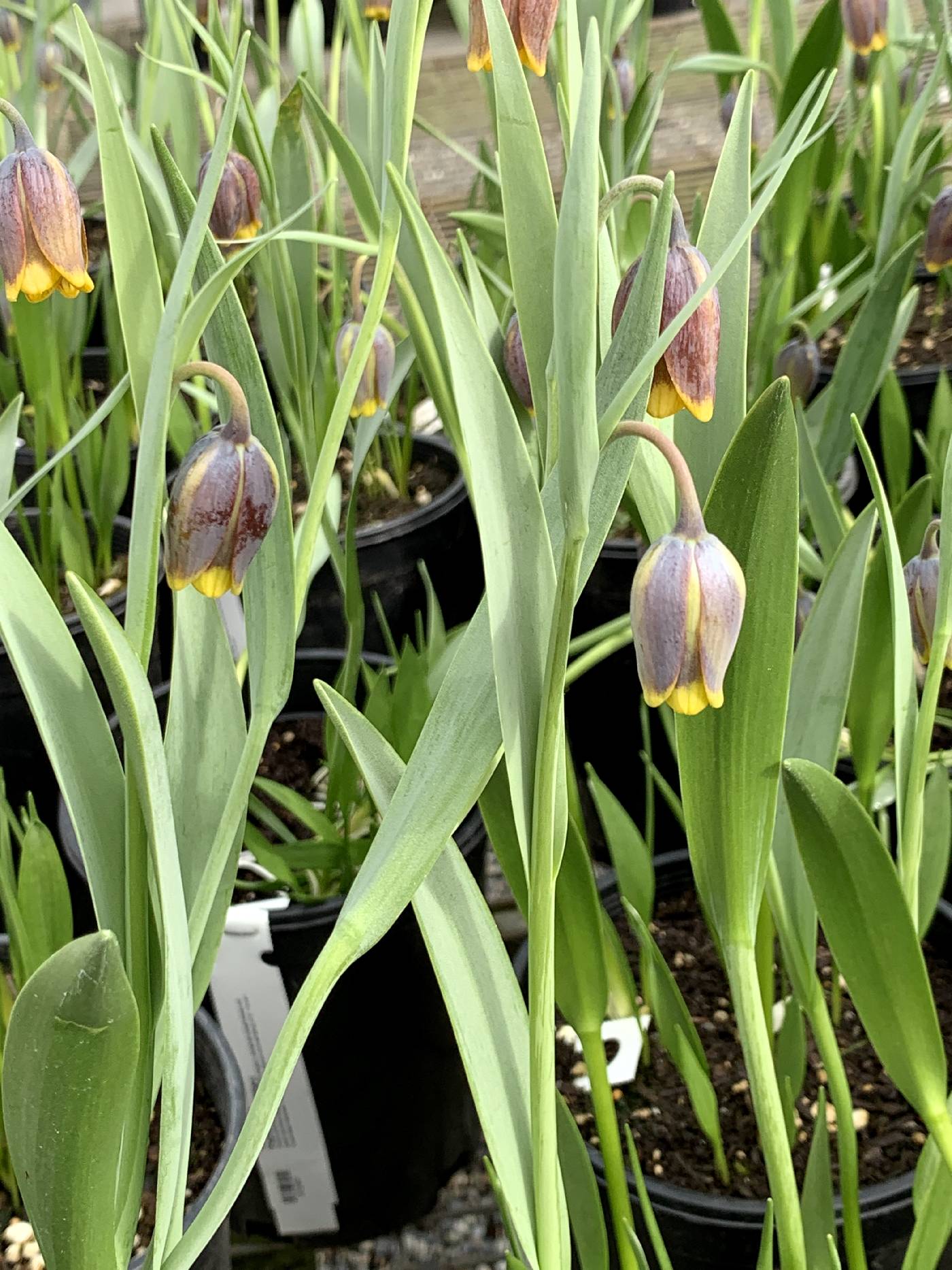 Fritillaria uva-vulpis image
