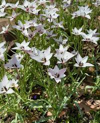 Tulipa clusiana image