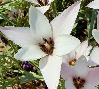 Tulipa clusiana image