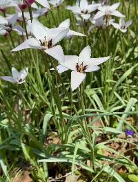 Tulipa clusiana image