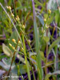 Image of Linum intercursum