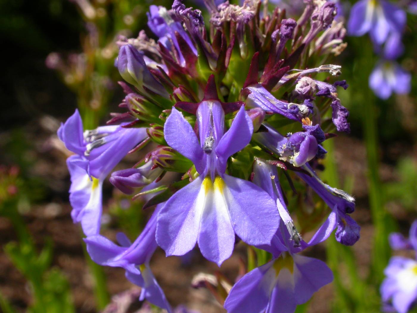 Lobelia valida image