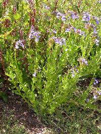 Lobelia valida image