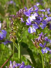 Lobelia valida image