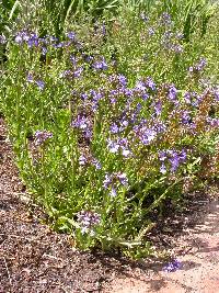 Lobelia valida image