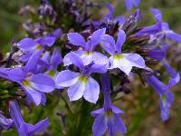 Lobelia valida image