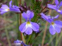 Lobelia valida image