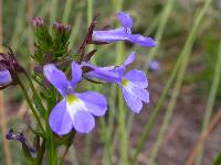 Lobelia valida image