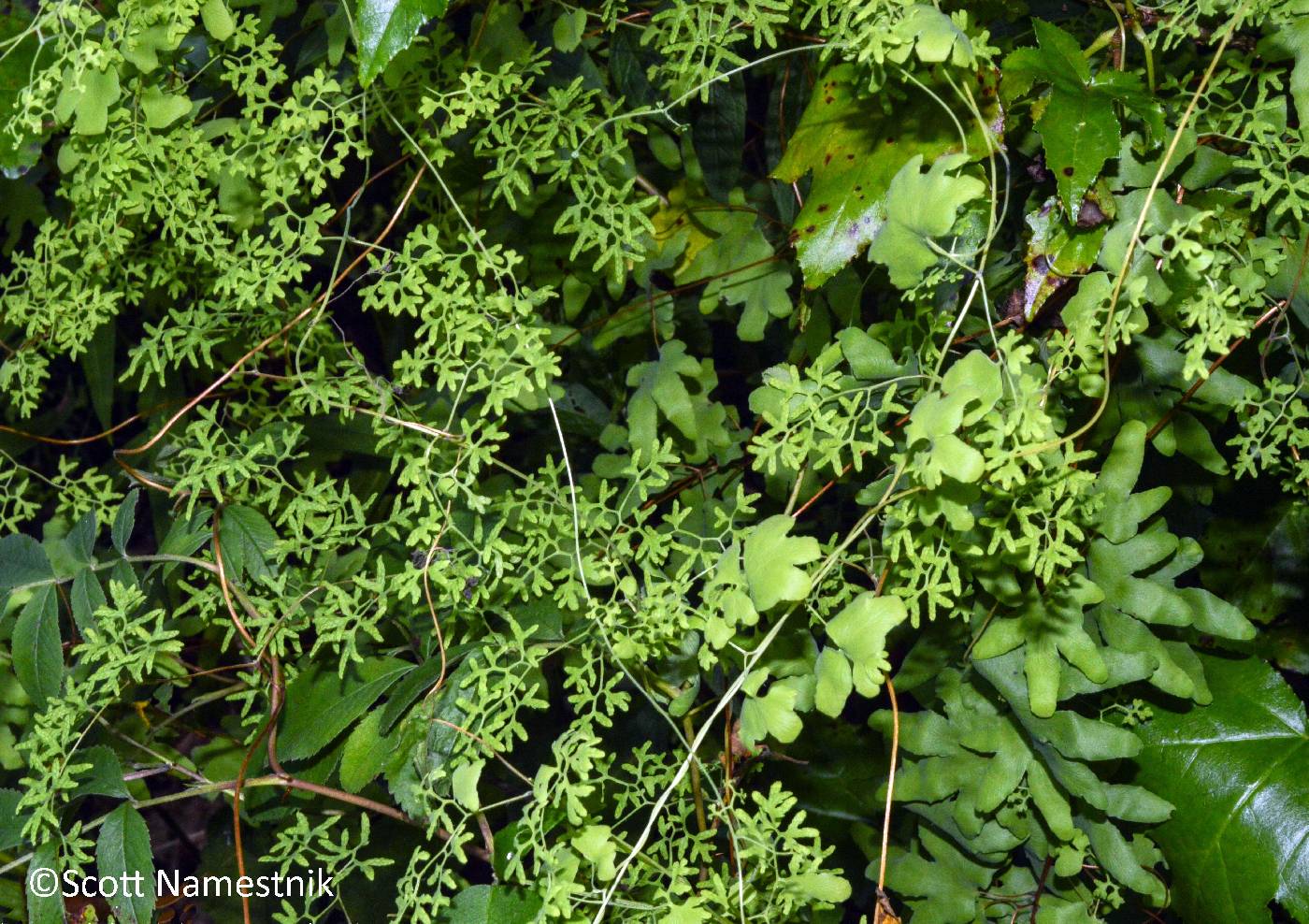 Lygodium palmatum image