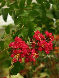 Image of Lagerstroemia indica