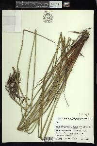 Carex jamesonii var. gracilis image