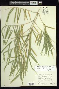 Guadua longifolia image