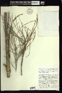 Otatea acuminata image