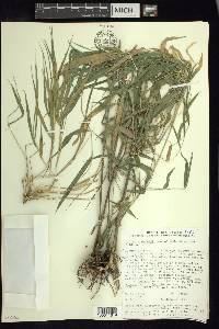 Otatea acuminata image