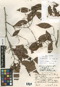 Myrcia leptoclada image
