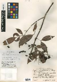 Myrcia leptoclada image
