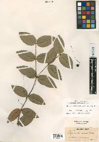 Calyptranthes rostrata image