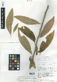 Trixis grandibracteata image