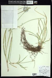 Cyperus dioicus image