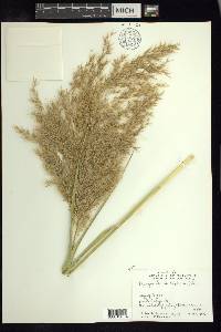 Phragmites australis image