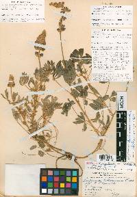 Lupinus chihuahuensis image