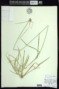 Cyperus dioicus image