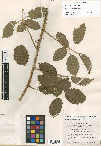 Rubus macvaughii image