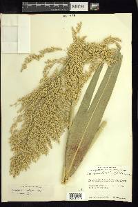 Sorghum bicolor image