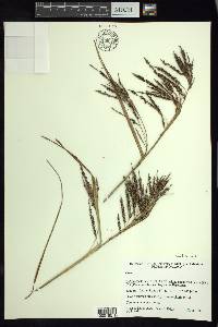 Carex jamesonii var. gracilis image