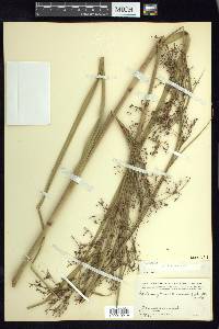Cladium jamaicense image