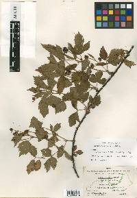 Rubus flagellaris image