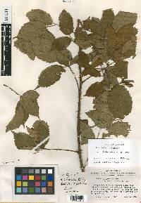 Rubus largus image