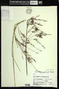 Carex donnell-smithii image