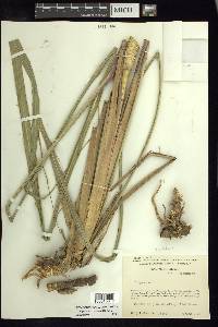 Tripsacum dactyloides image